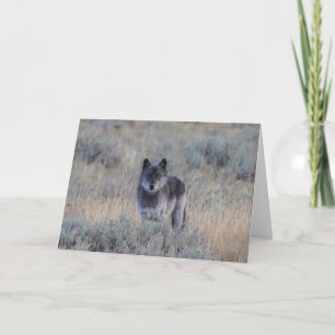 loup gris sur la carte de voeux de Yellowstone