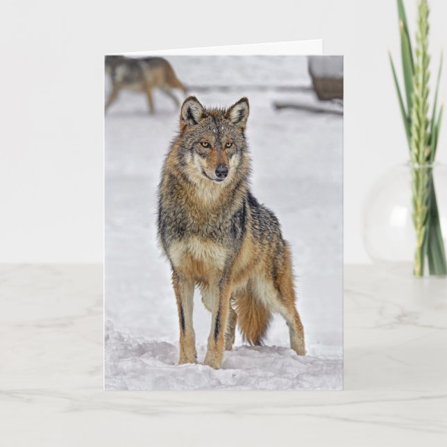 Loup sur la carte de vacances de montre de Père (Devant)