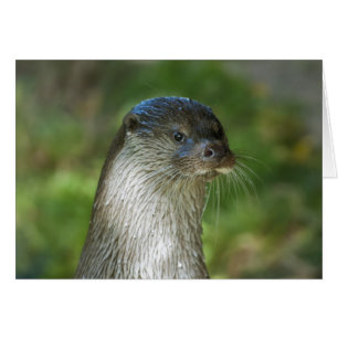 Loutre