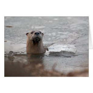 Loutre de rivière nord-américaine