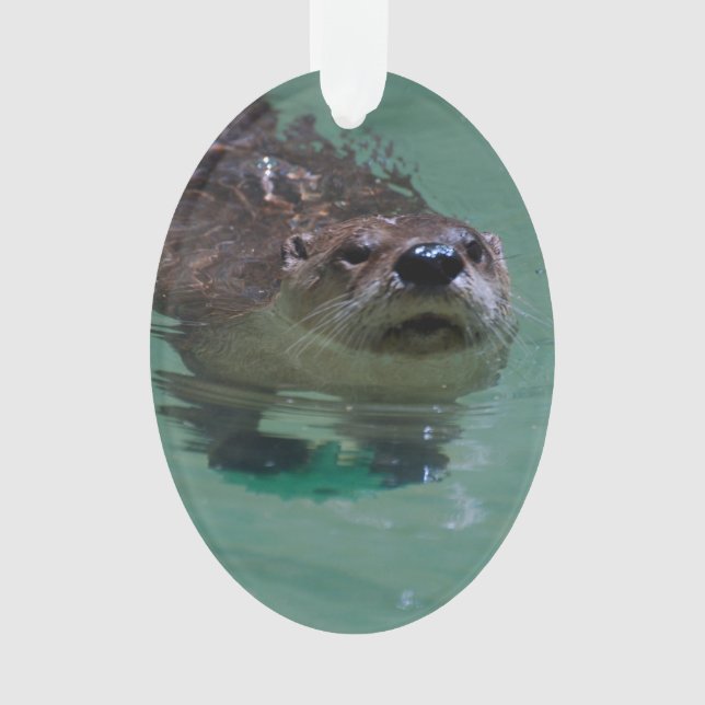 Loutre de rivière nord-américaine (devant)