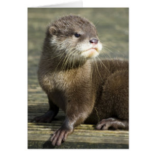 Loutre mignonne de bébé