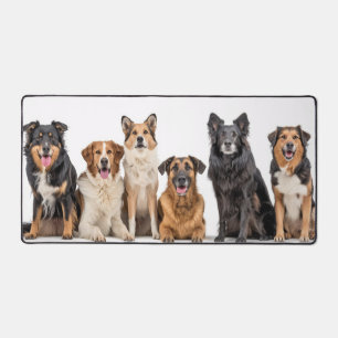 Love All Breeds