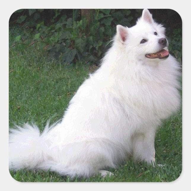 Love American Eskimo Chien Chien Chien Sticker / É (Devant)