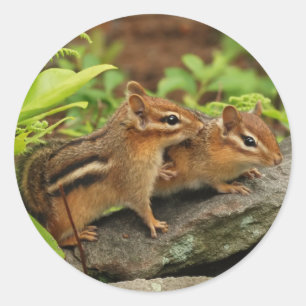 Love Baby Chipmunk Geschwister Runder Aufkleber