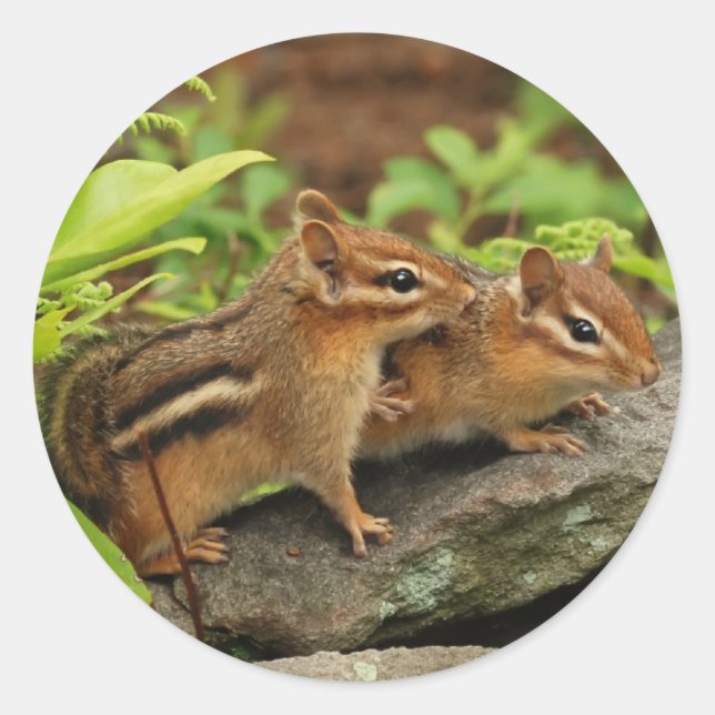Love Baby Chipmunk Geschwister Runder Aufkleber (Vorderseite)