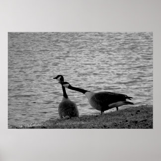 Love Birds B&W Poster Medium