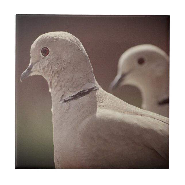 Love Birds Tile Fliese (Vorderseite)