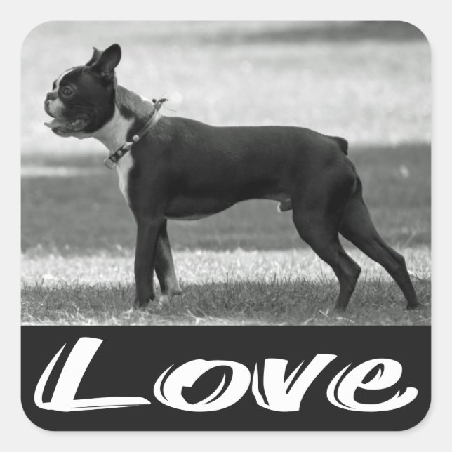 Love Black & White Boston Terrier Dog Sticker (Devant)