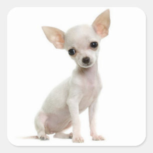 Love Chihuahua Chiot Stickers de voeux Chien Chien