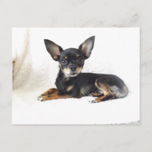 Love chihuahua Postcard Postkarte