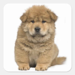 Love Chow Chow Chien Chien Stickers de voeux