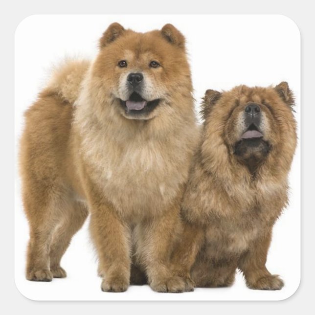 Love Chow Chow Chien Chien Stickers de voeux (Devant)