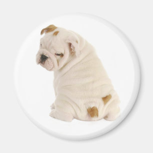 Love English Bulldog Puppy Dog Magnet