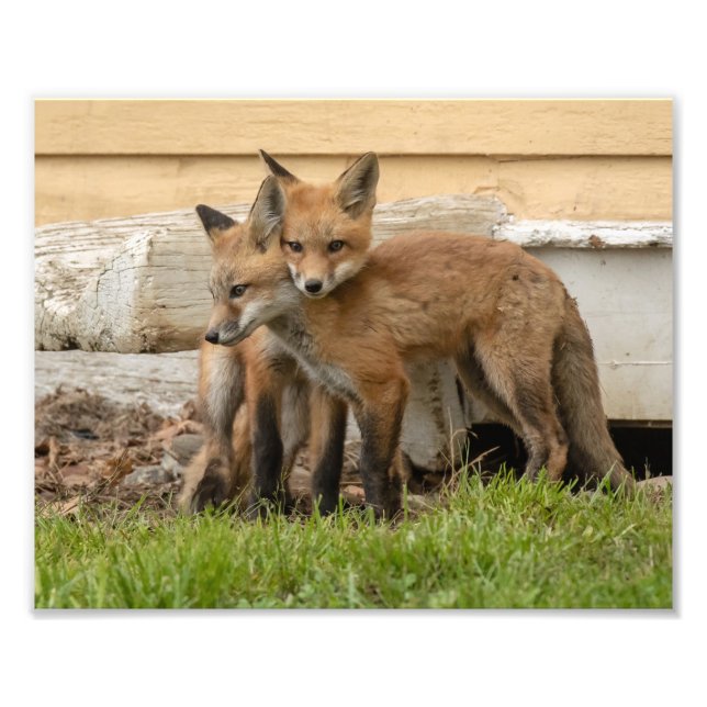 Love Fox Kits Fotodruck (Vorne)