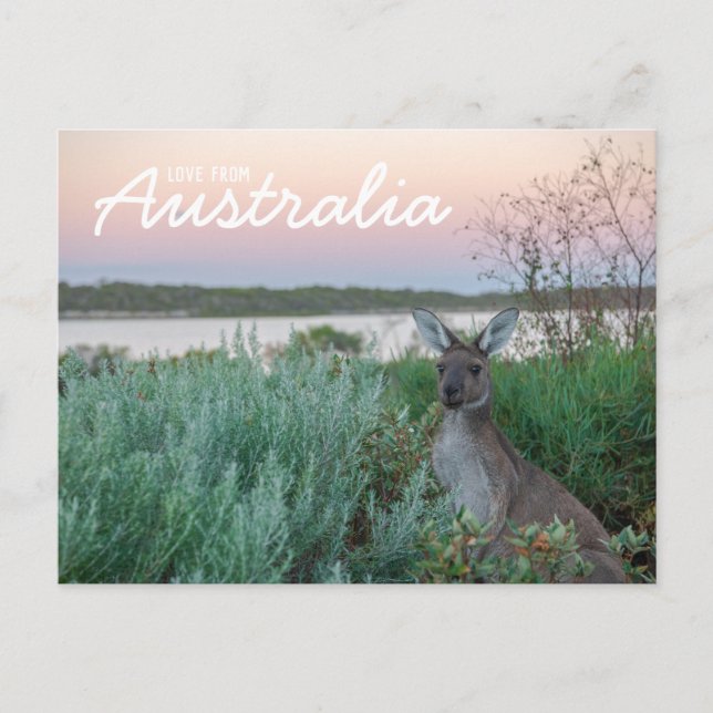 Love From Australia Kangaroo Sunset Lake Carte pos (Devant)