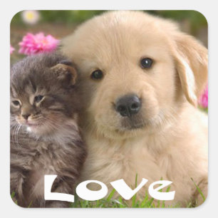 Love Golden Retriever Chiot Et Chaton Stickers