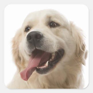 Love Golden Retriever Stickers Chien Chien Chien C