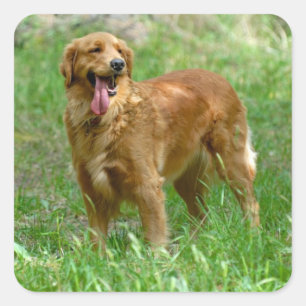 Love Golden Retriever Stickers Chien Chien Chien C