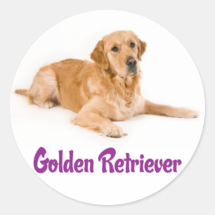 Love Golden Retriever Stickers Chien Chien Chien C