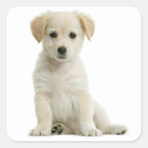 Love Golden Retriever Stickers Chien Chien Chien C