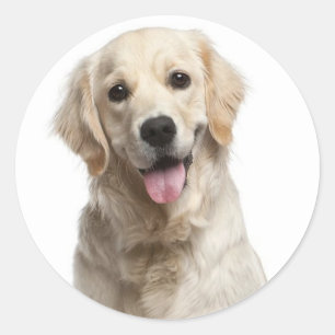 Love Golden Retriever Stickers Chien Chien Chien C