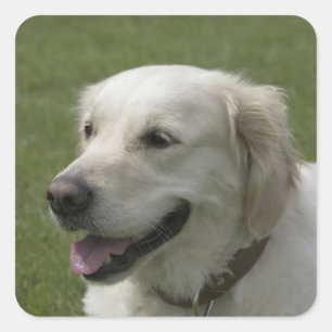 Love Golden Retriever Stickers Chien Chien Chien C