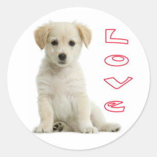 Love Golden Retriever Stickers Chien Chien Chien C