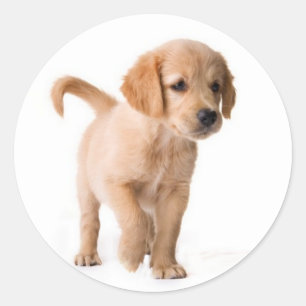 Love Golden Retriever Stickers Chien Chien Chien C
