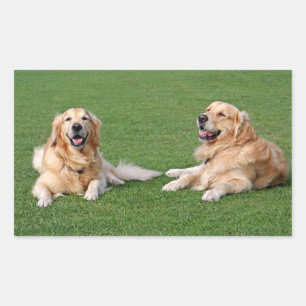 Love Golden Retriever Stickers Chien Chien Chien C