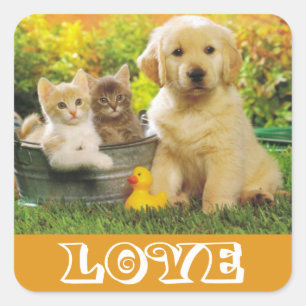 Love Golden Retriever Stickers Chien Chien Chien C