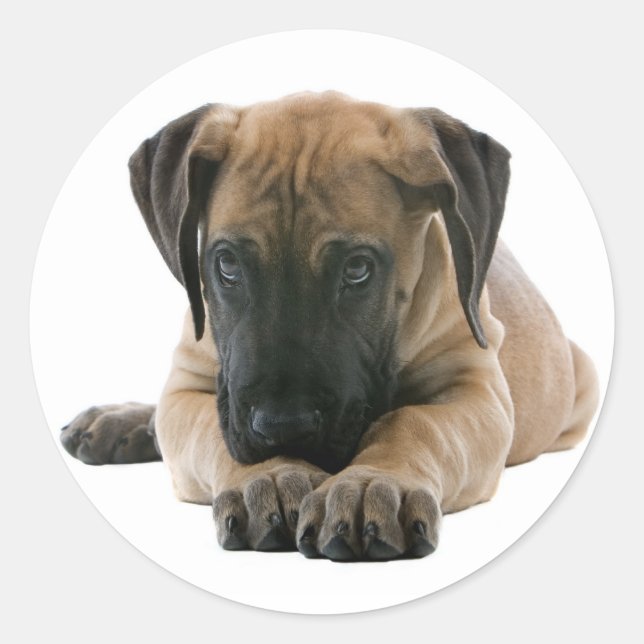 Love Great Dane Chien Chien Sticker / Sceau (Devant)