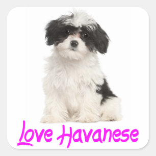 Love Havanese Puppy Dog Sticker