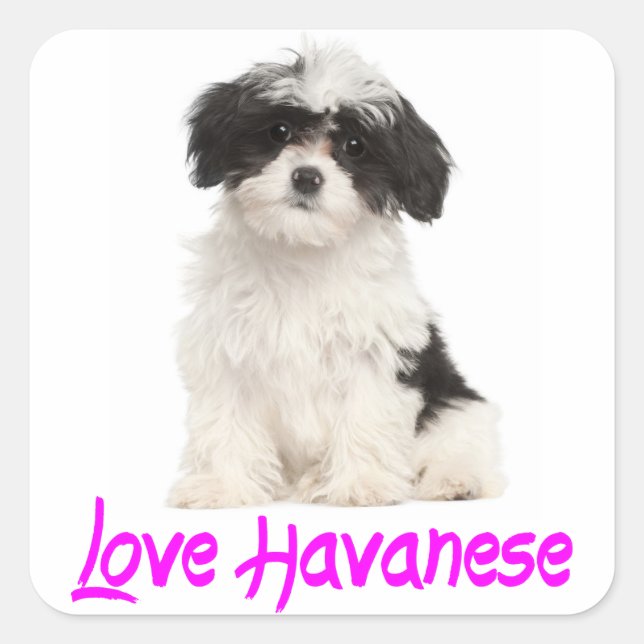 Love Havanese Puppy Dog Sticker (Devant)