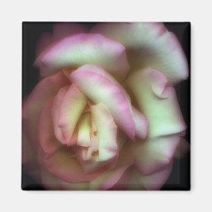 <Love is a Rose> durch Nathan Griffith Magnet
