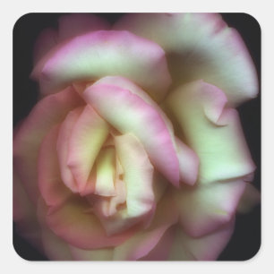 <Love is a Rose> durch Nathan Griffith Quadratischer Aufkleber