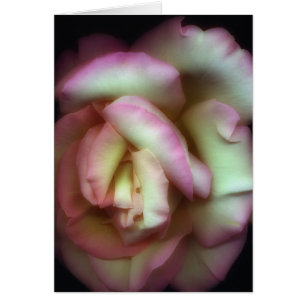 <Love is a Rose> par Nathan Griffith