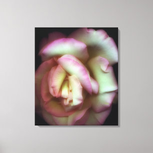 <Love is a Rose>von Nathan Griffith Leinwanddruck