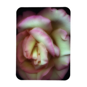 <Love is a Rose>von Nathan Griffith Magnet