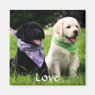 Love Labrador Retriever Puppies Frigo Magnet