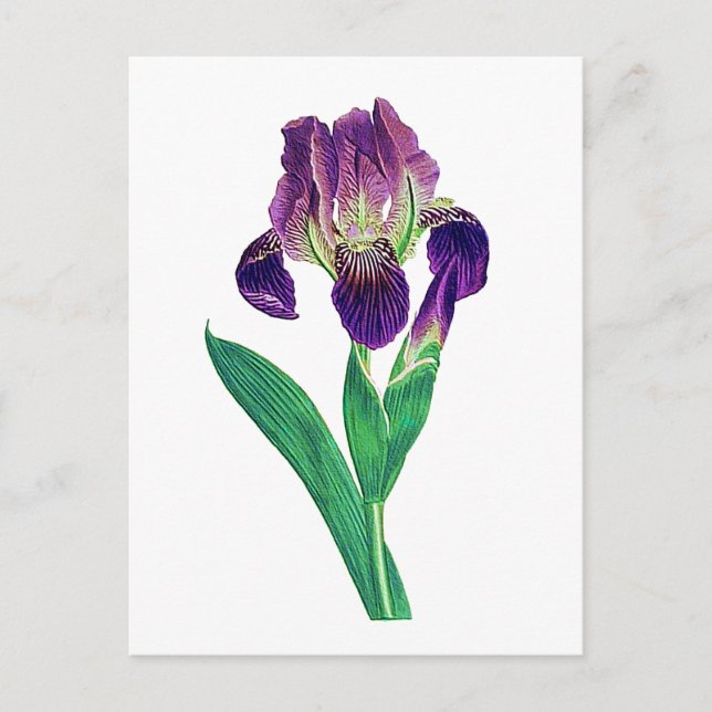 Love Lila Dutch Iris Postkarte (Vorderseite)