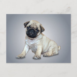 Love Mops Postcard Postkarte