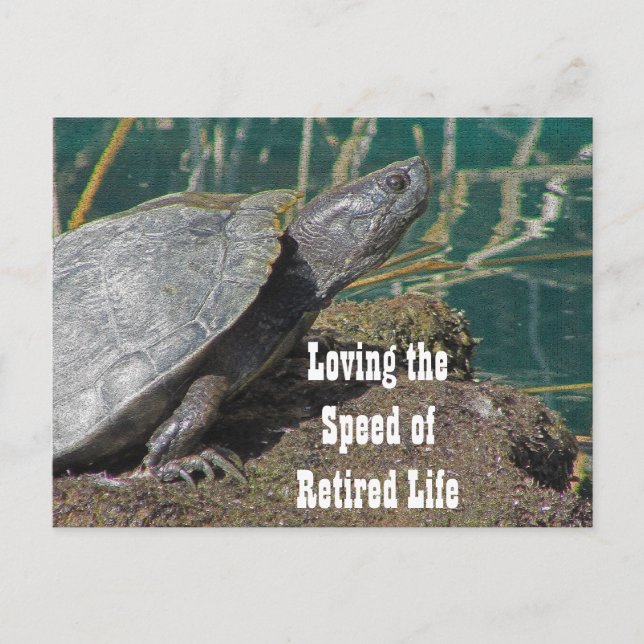 Love Remüde Leben Humour Turtle Foto Funny Postkarte (Vorderseite)