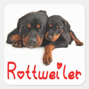 Love Rottweiler Puppy Dog Sticker / Seal
