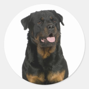 Love Rottweiler Sticker Chien Chien Chien Chien /