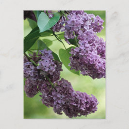 Love Spring Postcard Postkarte