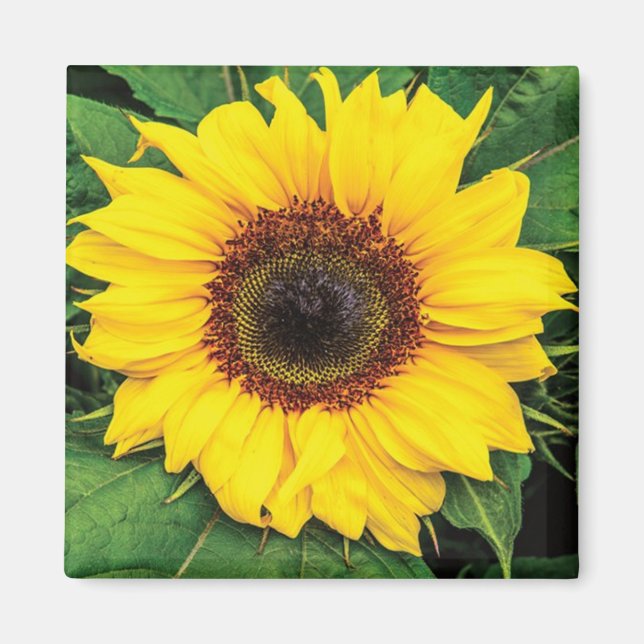 Love Sunflowers Magnet (Devant)
