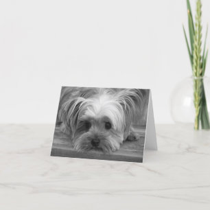 Love Yorkshire Terrier Chien Chien Puppy Carte bla
