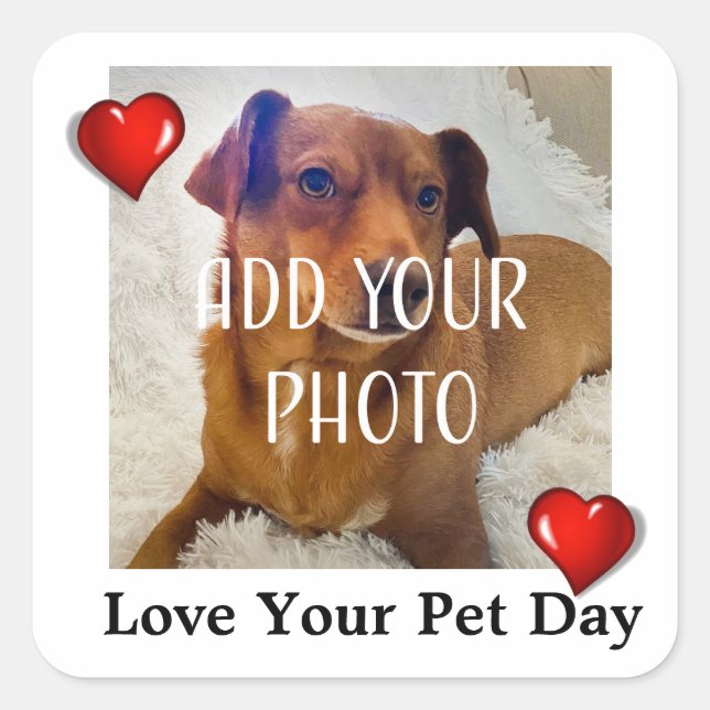 Love Your Pet Day Quadratischer Aufkleber (Vorderseite)
