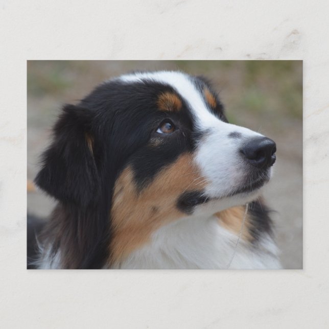 Loveable Australian Shepherd Postkarte (Vorderseite)